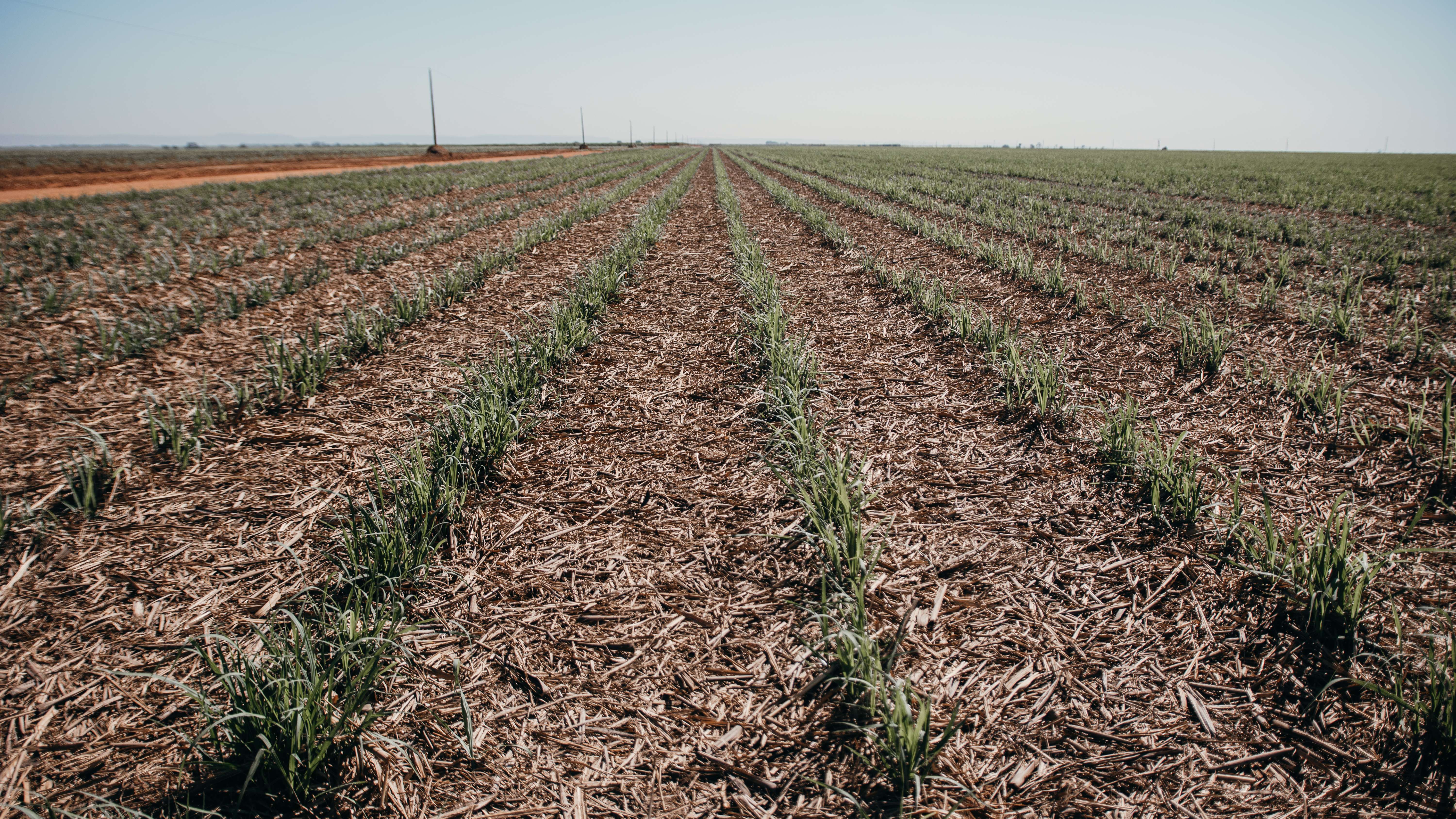 Boas práticas agronômicas